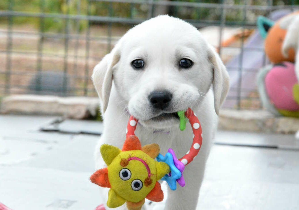 Puppy with Toy