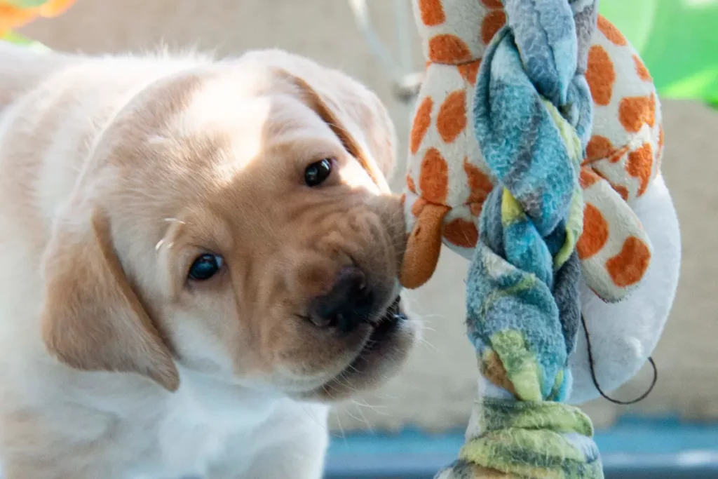 Teddy plays with a toy