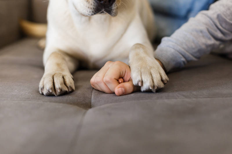 Dog paws on hands