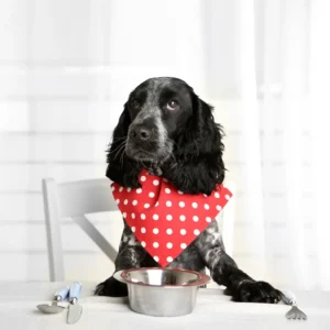 Dog sitting at the table with serviette tucked in ready to eat